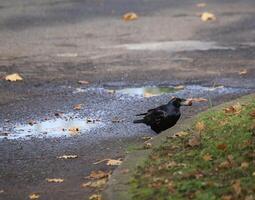 Rook - Corvus frugilegus - standing behind the curb with a hazelnut. photo