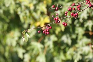 Ripe and edible red berries of the Hawthorn - genus Crataegus. The plants were found to be effective against heart disease photo