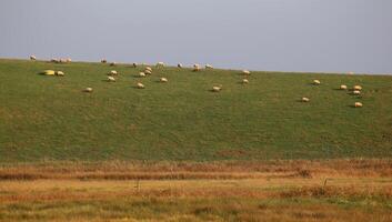 Sheep herd grazing on a meadow. photo