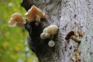 Porcelain fungi - Oudemansiella mucida - on a stem in a German forest. photo
