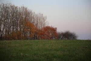Several autumn colored trees on a meadow. photo