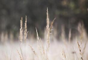 Reed spikes in autumn with defocused background. photo