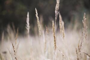 Reed spikes in autumn with defocused background photo