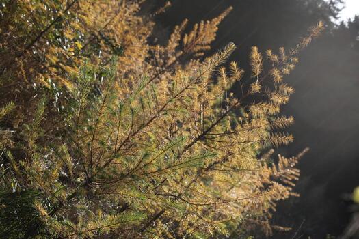 Plantation of spruce trees - Picea - in autumn seen from an unusual angle. photo