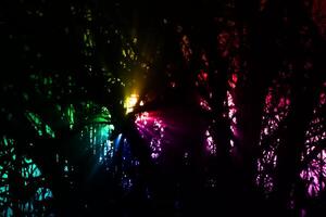 Rainbow colored light in shining through tree in the night. photo