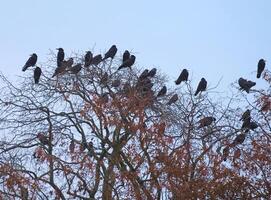Rooks, Corvus frugilegus, and western jackdaws, Corvus monedula, sitting on bare winter tree. photo
