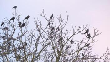 Rooks - Corvus frugilegus - and western jackdaws - Corvus monedula - sitting on bare winter tree photo