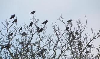 Rooks, Corvus frugilegus, and western jackdaws, Corvus monedula, sitting on bare winter tree photo