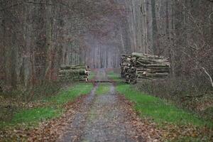 Road through NSG Eldena, nature reserve near Greifswald, Mecklenburg-Vorpommern, Germany. Stacks of wood are lying on both sides of the road. photo