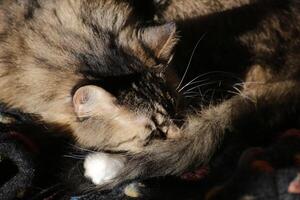 Sleeping Norwegian Forest cat with long hair. photo