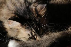 Sleeping Norwegian Forest cat with long hair photo