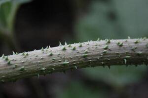 Thorny stem of the chilean rhubarb - Gunnera tinctoria. photo