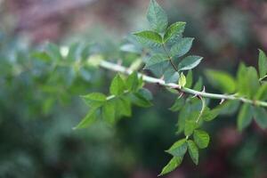 Thorny branch of a dog rose - Rosa canina. photo