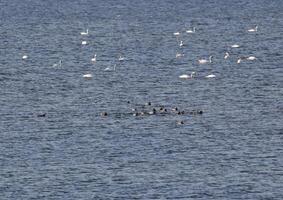 Swans and ducks swimming in the water. photo