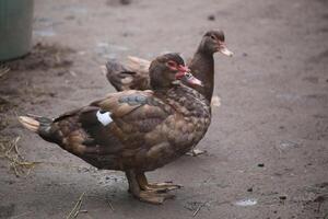 Two domesticated Muscovy Ducks - Cairina moschata - standing. photo