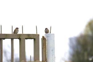 Two house sparrow - Passer domesticus - sitting on a metal gate in a garden. photo