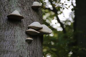 Tunder fungus - Fomes fomentarius - on a stem in a German forest. photo