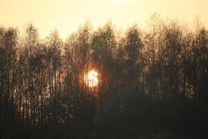 The sun descends behind an autumnal forest. photo