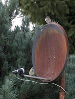 Two house sparrows - Passer domesticus - sitting on a satellite dish. photo