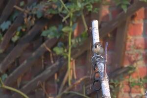 Tree sparrow - Passer montanus - sitting on a birch stick. photo