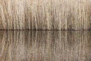Symmetric reflections of reed at the edge of a lake. photo