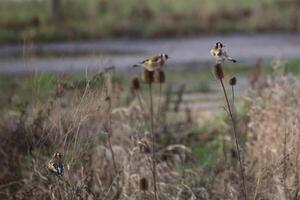 Three european golfinches - Carduelis carduelis - sitting on top of wild teasels - Dipsacus fullonum - in winter. photo