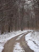 Snowy road with bare trees. photo