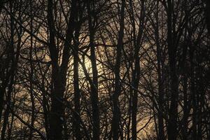 The sun descends behind a bare winter forest. photo