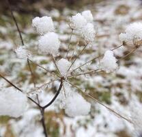 Snow sticking on an umbel. Creative perspective from inside the umbel using a wide angle lens. photo