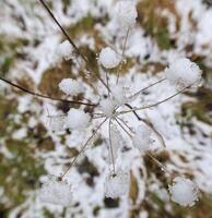 Snow sticking on an umbel. Creative perspective from inside - above the umbel using a wide angle lens. photo