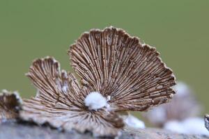 Old and bizarre mushroom growing on wood. photo