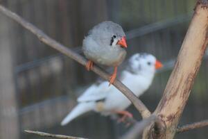 Zebra finches - Taeniopygia guttata - in an aviary photo
