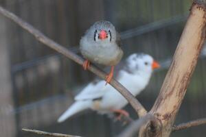 Zebra finches - Taeniopygia guttata - in an aviary. photo
