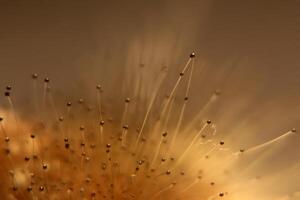 Macro of fruit body of Spinellus fusiger, a zygote fungus. photo