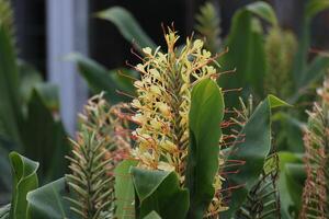Inflorescence of a garland flower, genus Hedychium photo