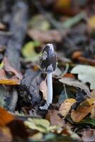 Young magpie fungus - Coprinopsis picacea - in Germany. photo