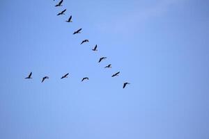 Flock of graylag geese - Anser anser - migrating to the south. photo