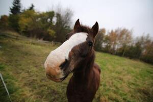Wide angle macro shot of a brown and white horse. photo