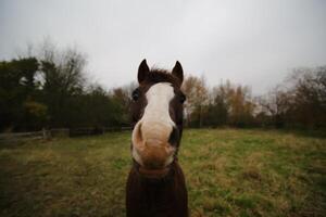 Frontal wide angle macro shot of a brown and white horse. photo