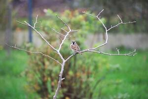 House sparrow - Passer domesticus - sitting in a small bald tree looking at the camera. photo
