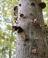 Variety of parasity mushrooms on a stem in a German forest. E.g. honey fungi, porcelain fungi and tinder fungi can be seen. photo