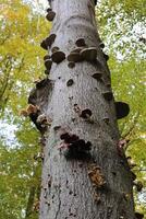 Variety of parasity mushrooms on stem in German forest. E.g. honey fungi, porcelain fungi and tinder fungi can be seen. photo