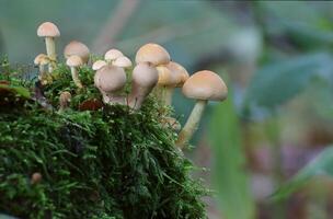 Pear-shaped puffballs - Lycoperdon pyriforme - and agarics in a German forest. photo