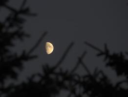 Partial moon with silhouette of coniferous twigs. photo