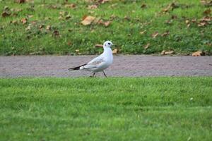 Juvenile Black-Headed Gull - Chroicocephalus ridibundus - walking between grass. photo