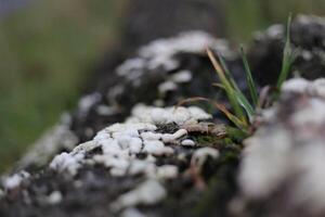 White shelf fungi on a log photo