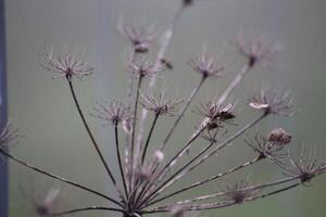Umbel in autumn bearing seeds. photo