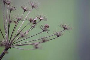 Umbel in fall bearing seeds. photo