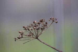 Umbel in fall bearing seeds photo