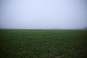 Flat grass field with fog. photo